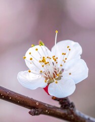 Close-up of a delicate white flower with yellow stamen on a branch