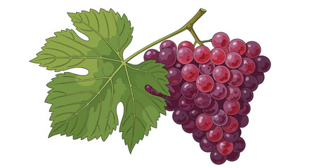 Fototapeta premium A close up of a cluster of red grapes with a green leaf attached to the stem.