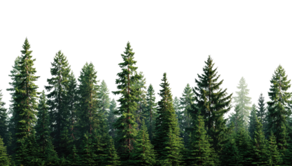 Lush evergreen forest, tall trees in a row