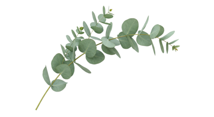 Eucalyptus branch with round leaves on a white background 1.