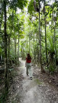 adventurous girl strolls in Licuala Forest Park admiring unique Australian fan palms (Licuala ramsayi) in lush dense rainforest, tropical North Queensland, near Cairns, Queensland, Australia