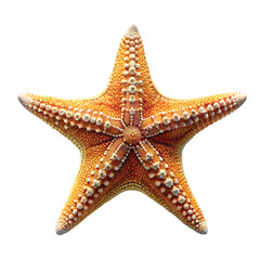 Starfish of Paradise: Beautiful starfish with soft texture, realistic tropical ocean detail, PNG.