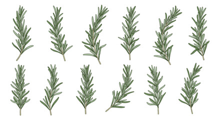 Naklejka premium Collection of fresh rosemary sprigs for culinary use and aromatherapy.