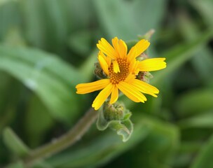 Arnica montana, also known as mountain tobacco or mountain arnica. Arnica montana has been used as a herbal medicine, only  external use.