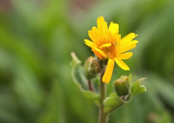 Arnica montana, also known as mountain tobacco or mountain arnica. Arnica montana has been used as a herbal medicine, only  external use.