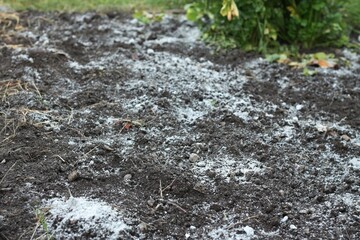 Fototapeta premium Wood ash scattered on the surface of a vegetable garden. Organic and cheap way how to manure plants and flowers.