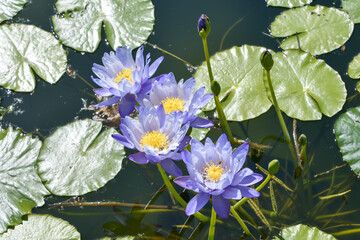 熱帯睡蓮　Tropical water lily