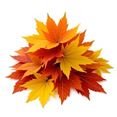Fototapeta premium Maple leaves stack 
