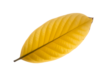 A single vibrant yellow leaf with prominent veins isolated on transparent background