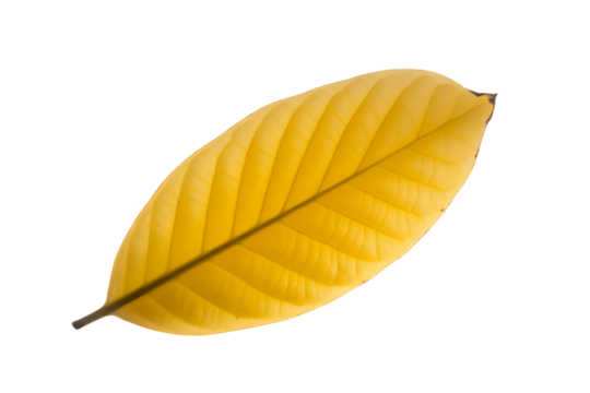 A single vibrant yellow leaf with prominent veins isolated on transparent background - Powered by Adobe