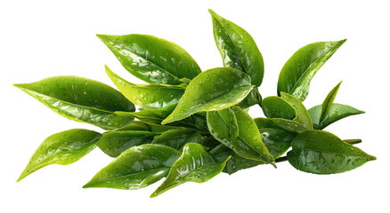 Obraz premium Fresh tea leaves, glistening with water droplets