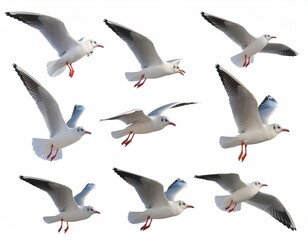 White Background Cutout Multiple Seagull Flying Pose Ornithology Nature Wildlife