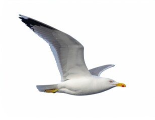 Majestic Sideview of a Seagull with White Feathers and Black Tipped Wings