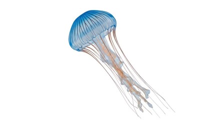 Realistic Translucent Jellyfish with Tentacles Isolated on White Background Animal