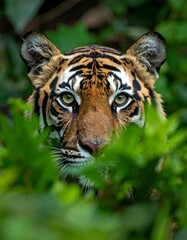 Close-up of a majestic orange-and-black striped big cat, half-hidden in greenery
