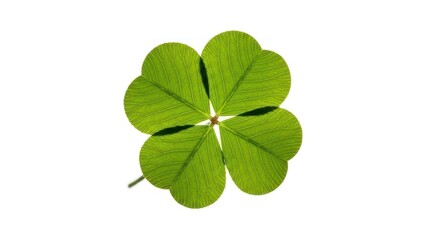 Detailed Close-up of a Fresh Green Four-Leaf Clover Plant on White Background