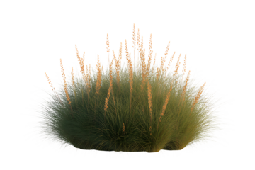 Close up macro view of a fuzzy green seed pod with long thin hairs isolated on transparent background