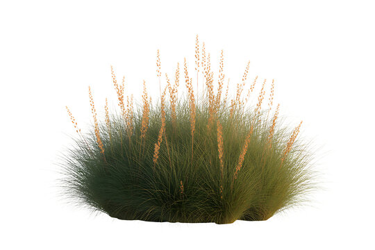 Close up macro view of a fuzzy green seed pod with long thin hairs isolated on transparent background