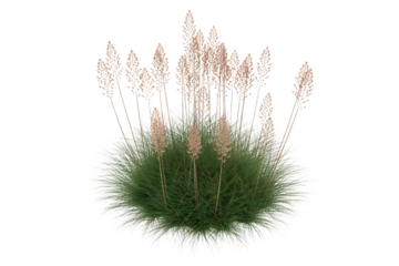 Close up of a fluffy green seed head with delicate white filaments isolated on transparent background