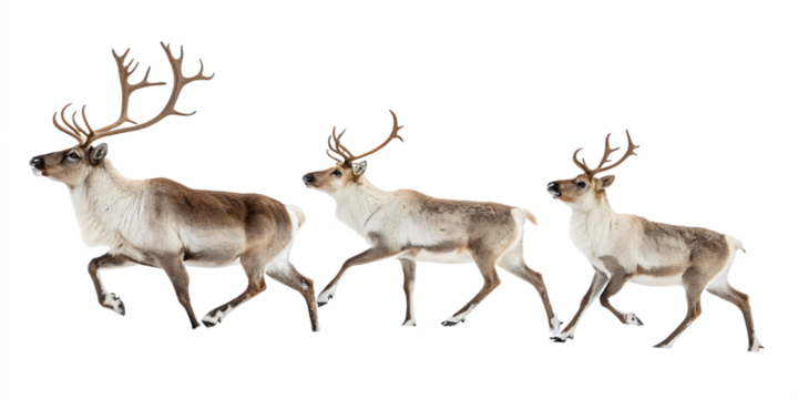 Three reindeer running in a line across a snowy field with their antlers on full display in the winter air on transparent background - Powered by Adobe