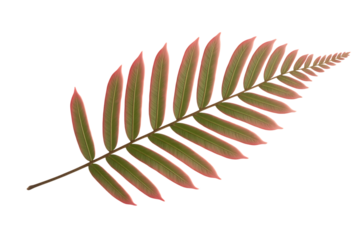 Delicate autumn fern frond with reddish tips isolated on transparent background