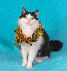 Portrait of an adorable black and white longhair cat wearing a Christmas wreath on a blue background. Christmas concept