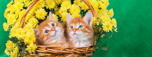 Two cute ginger and white kittens are sitting in a basket with yellow chrysanthemum flowers. Horizontal banner