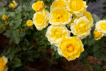 Roses flowers bloom in summer in the garden roses. Beautiful roses flowers close up.