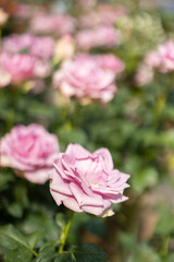 Roses flowers bloom in summer in the garden roses. Beautiful roses flowers close up.