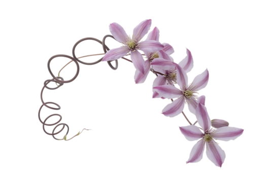 Delicate light purple clematis flowers and tendrils isolated on transparent background
