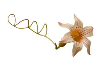 Delicate orange passion flower with tendril isolated on transparent background