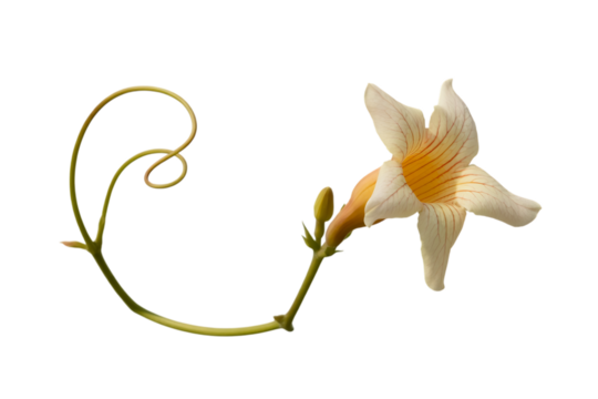 Delicate orange and white flower with a curled vine stem isolated on transparent background