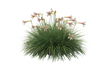Delicate pale pink star shaped flowers bloom atop a fluffy green grass clump isolated on transparent background