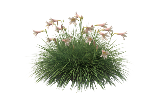 Delicate pale pink star shaped flowers bloom atop a fluffy green grass clump isolated on transparent background - Powered by Adobe