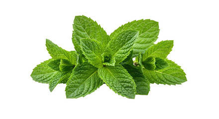 Fresh Mint Leaves Isolated on White Background.