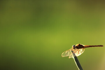 close up photo of red dragonfly