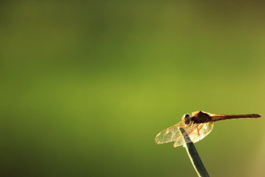 close up photo of red dragonfly - Powered by Adobe