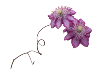 Delicate pink clematis flowers bloom gracefully on a twisted vine isolated on transparent background