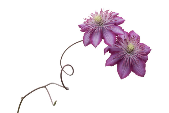 Delicate pink clematis flowers bloom gracefully on a twisted vine isolated on transparent background