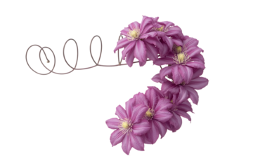 Delicate pink dahlia flowers artfully arranged on a spiral wire isolated on transparent background