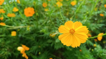 Yellow cosmos flower (Cosmos sulphureus) blooming in a meadow under warm morning sunlight. Bright wildflower symbolizing joy, freshness, and natural beauty in a summer garden.
