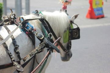 close up photo of horse in horse cart