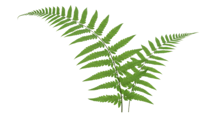 Green Fern Frond Isolated on White Background 2.
