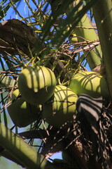 photo of coconut tree from low angle view