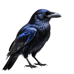 Fototapeta premium Raven Dark bird standing, perched, beak forward, feathers detailed