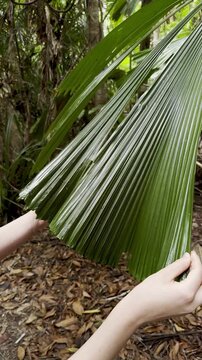 girl closely examines large round leaf of Australian fan palm (Licuala ramsayi) in Licuala Forest Park, tropical North Queensland, near Cairns, Queensland, Australia