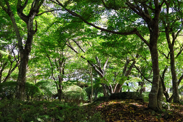 日本周遊　都北行脚　遠野鍋倉公園
