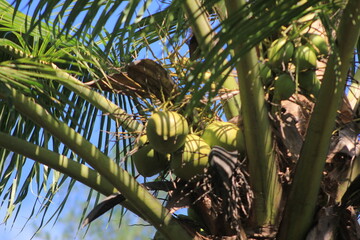 photo of coconut tree from low angle view