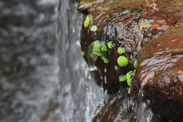 close up photo of water moss