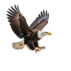 Obraz premium Eagle Bird soars with wings spread against a dark, isolated backdrop